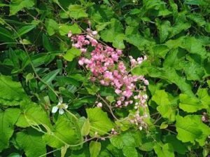Pink coral vine flowers among green leaves