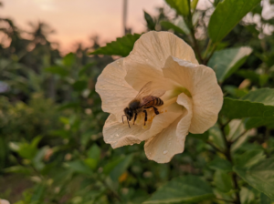 A honeybee resting motionless inside a flower at dusk