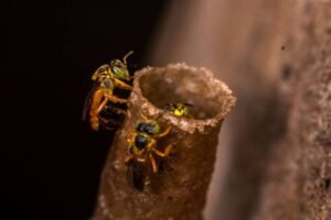 Cherutheneecha stingless bees guarding the resin entrance tube of their hive