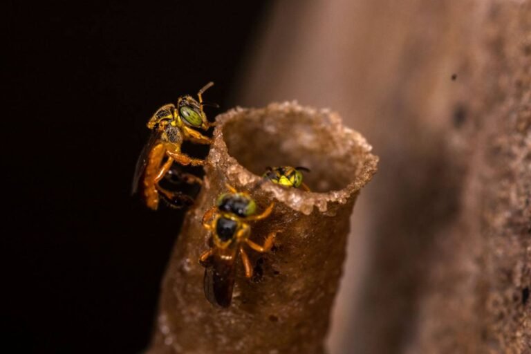 Cherutheneecha stingless bees guarding the resin entrance tube of their hive