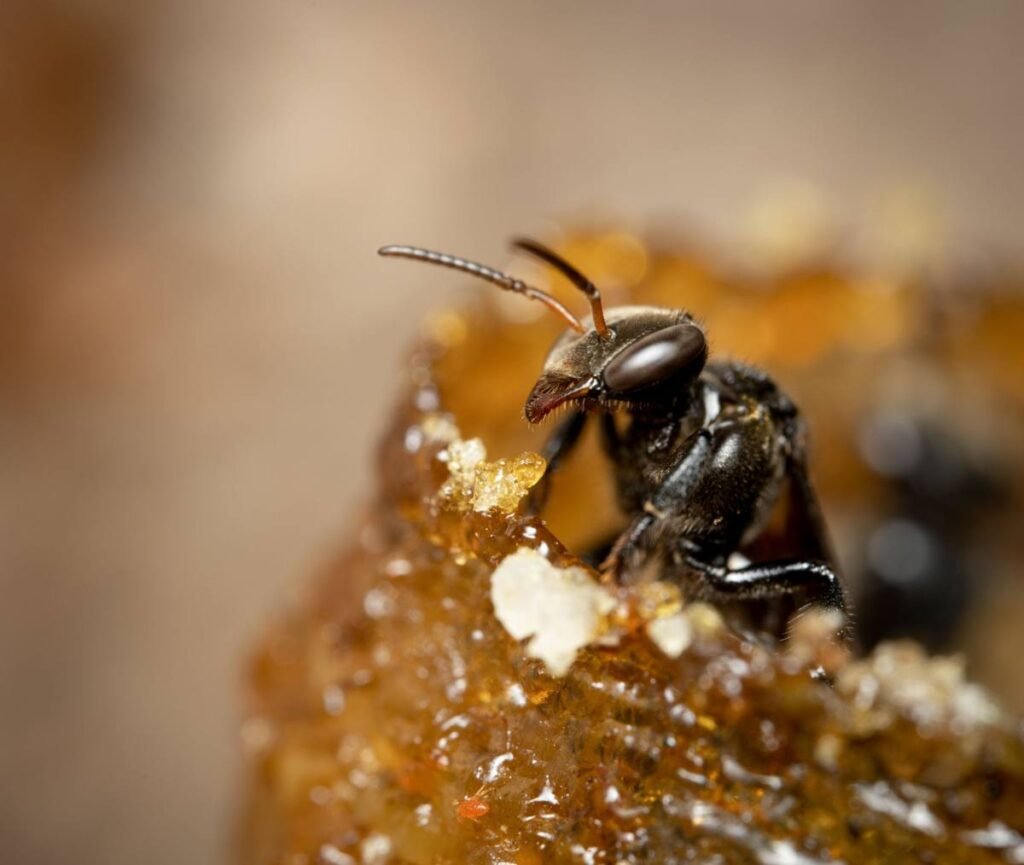 Macro photo of a Kerala stingless bee on honey