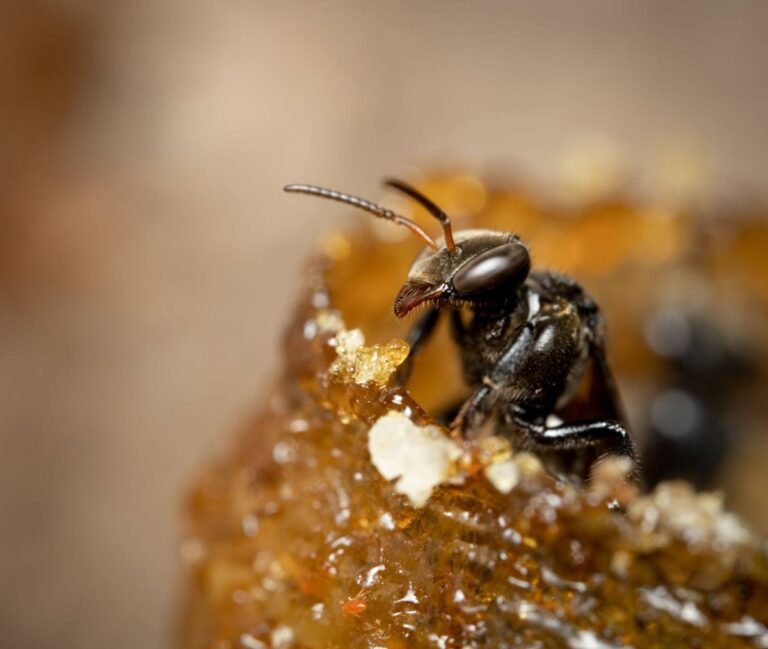 Macro photo of a Kerala stingless bee (cherutheneecha) on honey