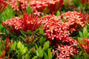 Red chethi (ixora) flowers, a favourite forage of stingless bees