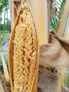 Coconut inflorescence, a year-round pollen source for stingless bees