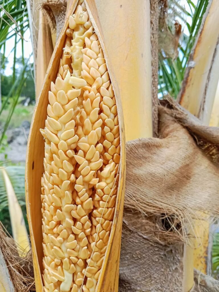 Coconut inflorescence, a year-round pollen source for stingless bees