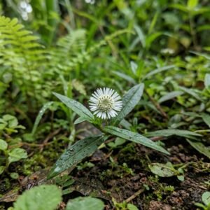 Kayyonni (Eclipta prostrata) — small white false-daisy flower