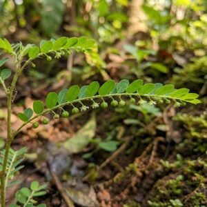 Keezharnelli (Phyllanthus niruri) — tiny flowers under the leaflets