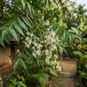 Neem blossom (Azadirachta indica) — small white flowers in sprays