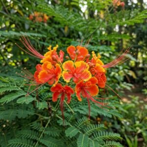 Peacock flower (Caesalpinia pulcherrima) in the garden