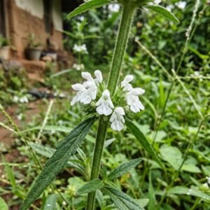 Thumba (Leucas aspera) — small white hooded flowers