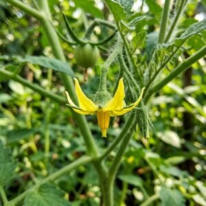 Tomato flower — a kitchen-garden crop the stingless bee pollinates