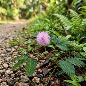 Touch-me-not (Mimosa pudica) — pink pompom flower