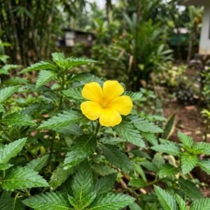 Cheravathali, yellow elder (Turnera) — an ornamental the stingless bees visit