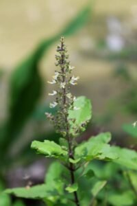 Thulasi (holy basil) flower spikes in the garden